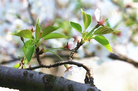 櫻花樹 風水|為何今年櫻花種植成風水熱門？